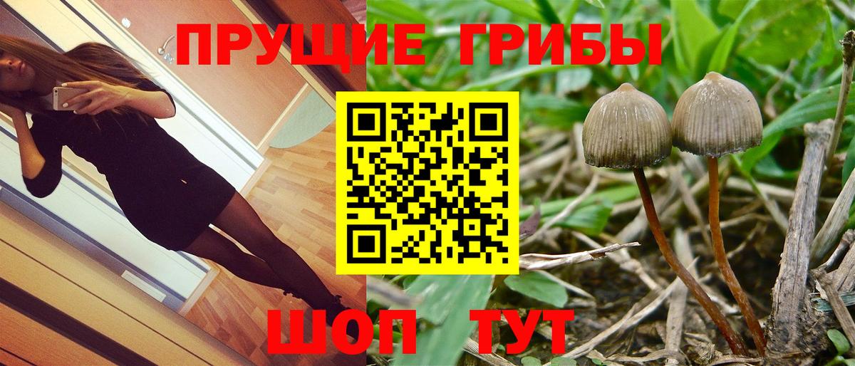 Ивантеевка  Галлюциногенные грибы прущие грибы  Галлюциногенные грибы Cubensis  Вход с VPN 